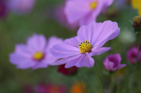 波斯菊