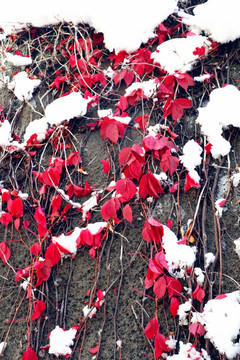 红叶附白雪