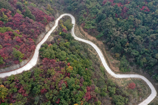 大山里的红叶