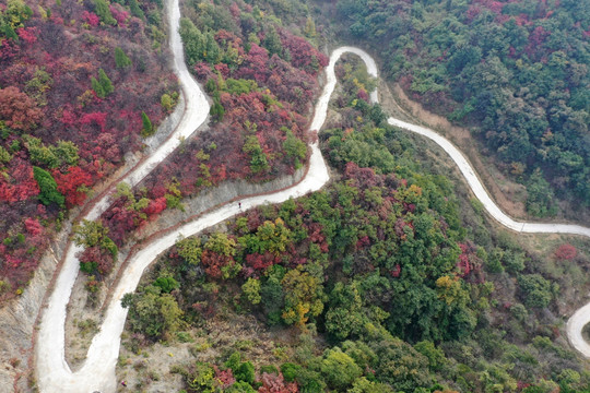 大山里的红叶