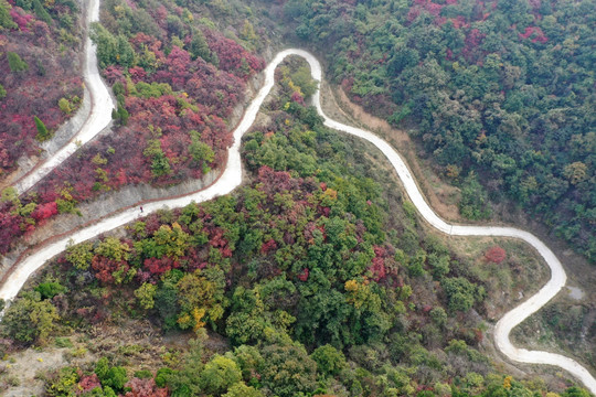 大山里的红叶