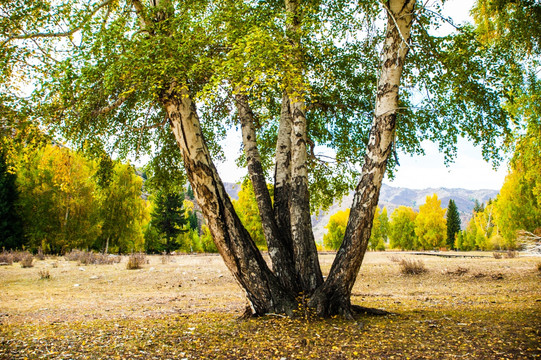 新疆可可托海秋天的白桦树