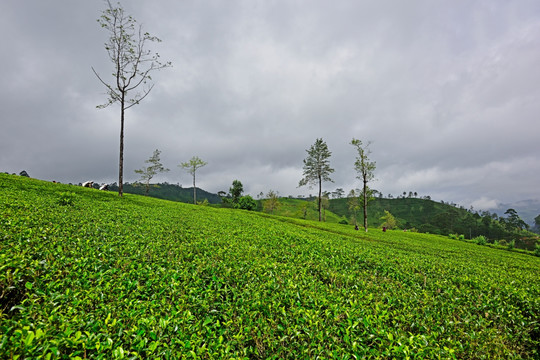 茶树