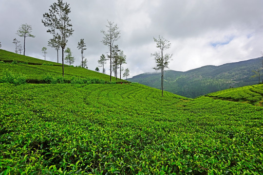 茶山