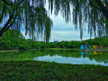 湖畔绿柳风景