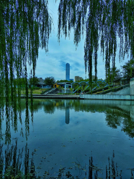 湖畔绿柳风景