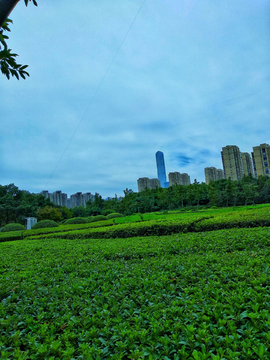 公园绿化树木风景