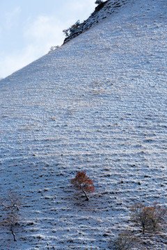 野杏树