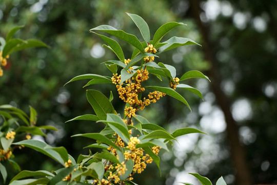 桂花