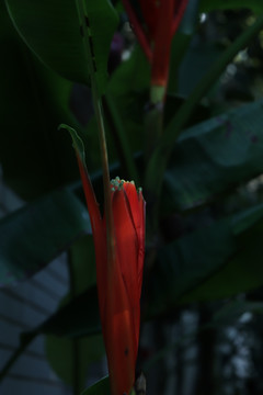红花