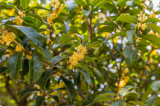 桂花