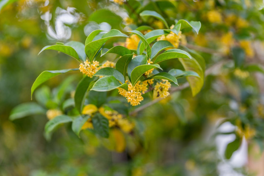 桂花