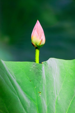 花苞