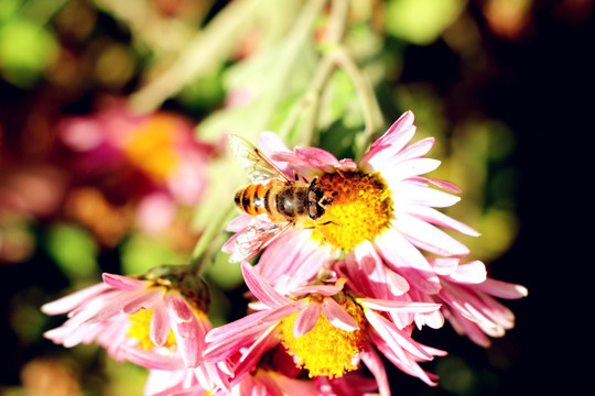 残花中的蜜蜂