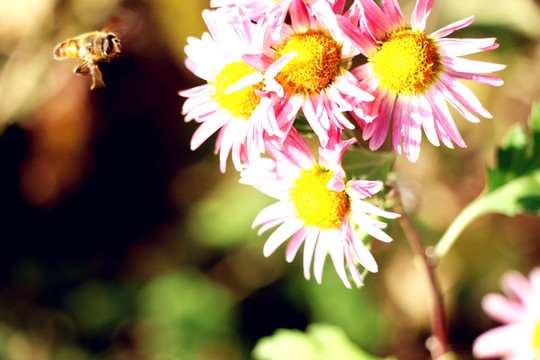 悬停在残菊中的蜜蜂