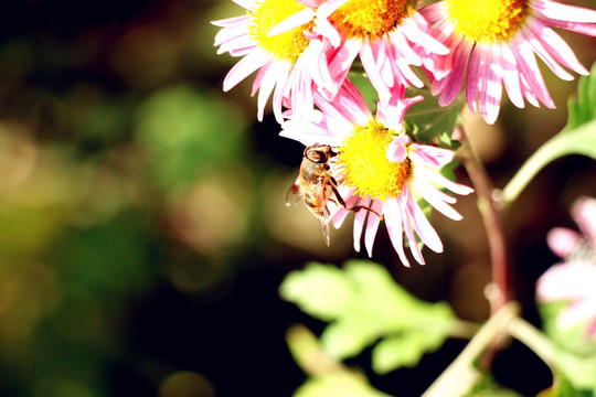 残菊中的蜜蜂