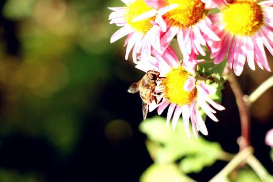 残菊中的蜜蜂