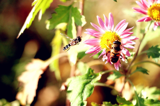 两只小蜜蜂