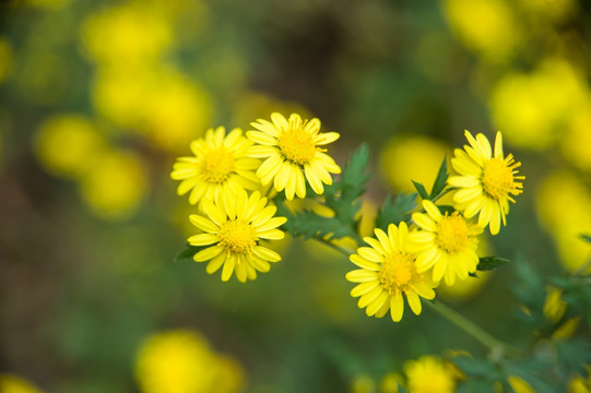 山菊花