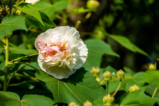 芙蓉花