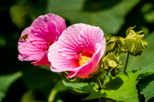 芙蓉花