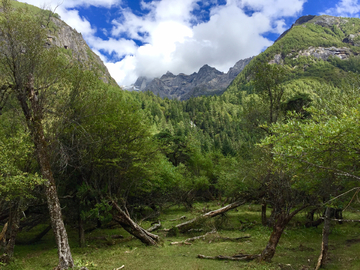 高山树林