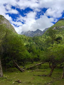 高山森林