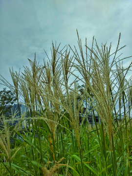 芦苇茅草风景