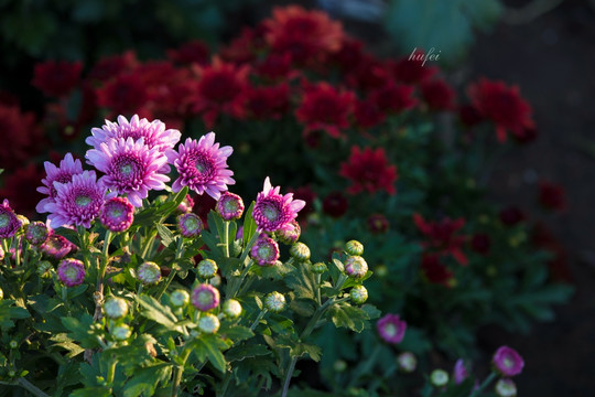 粉色菊花