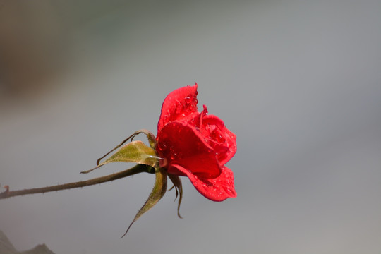 逐渐绽放的月季花