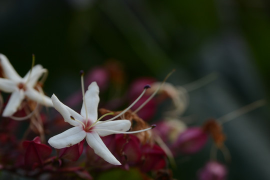 大光圈虚化背景花卉