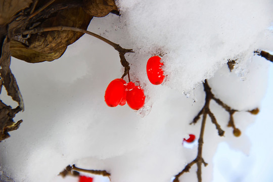 雪中红果