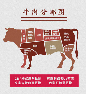 牛肉分部圖