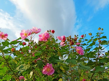 蓝天木芙蓉