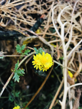 黄色小野菊