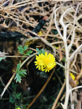 黄色小野菊