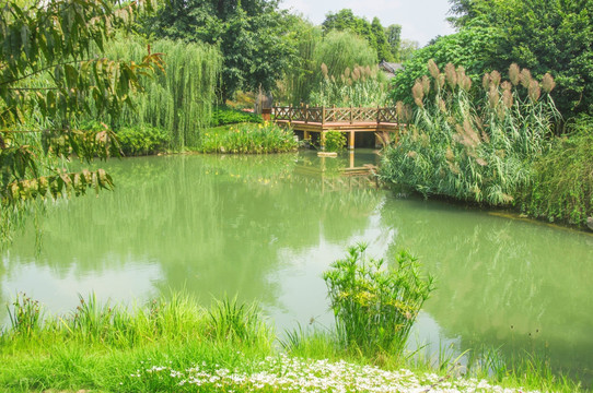 公园池塘景色