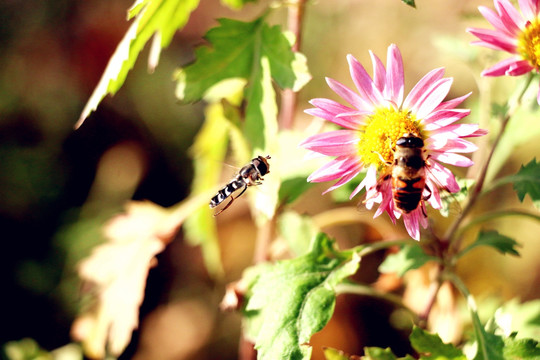 败花和蜜蜂