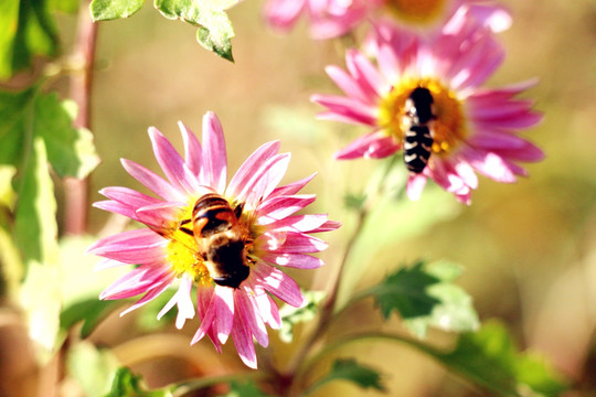 两只小蜜蜂
