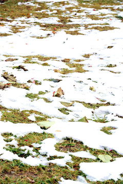 绿草附白雪