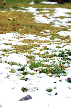 绿草附白雪