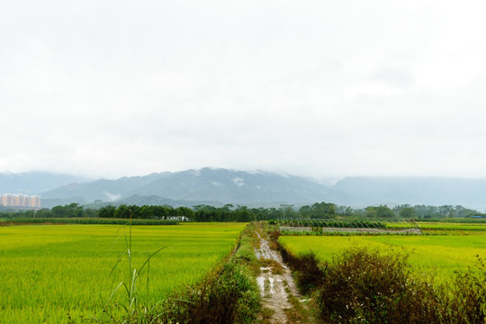 广西南宁市上林田野风光