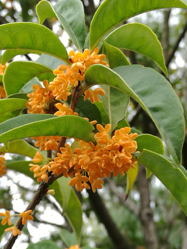 桂花树