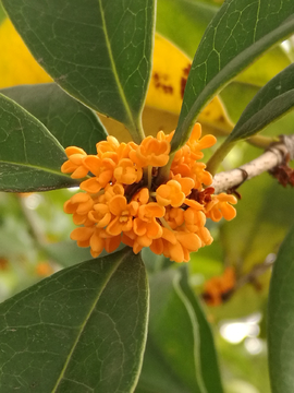 桂花树