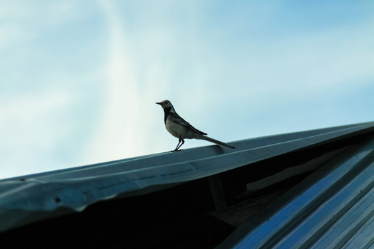 站在屋顶上的小鸟