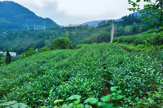 茶山