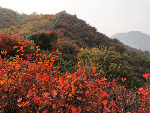 黄栌叶