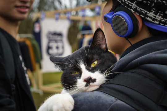 趴在肩上的花猫