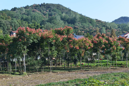 美丽乡村