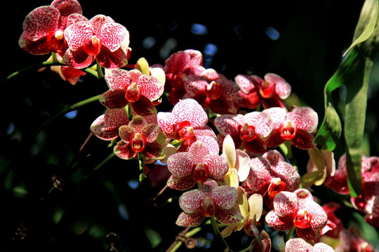 花花卉